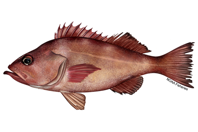 Seafood Department 640x427 pacific ocean perch noaafisheries