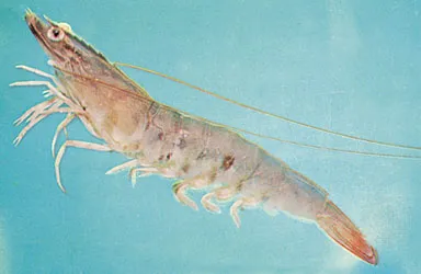Seafood Department peneus setiferus
