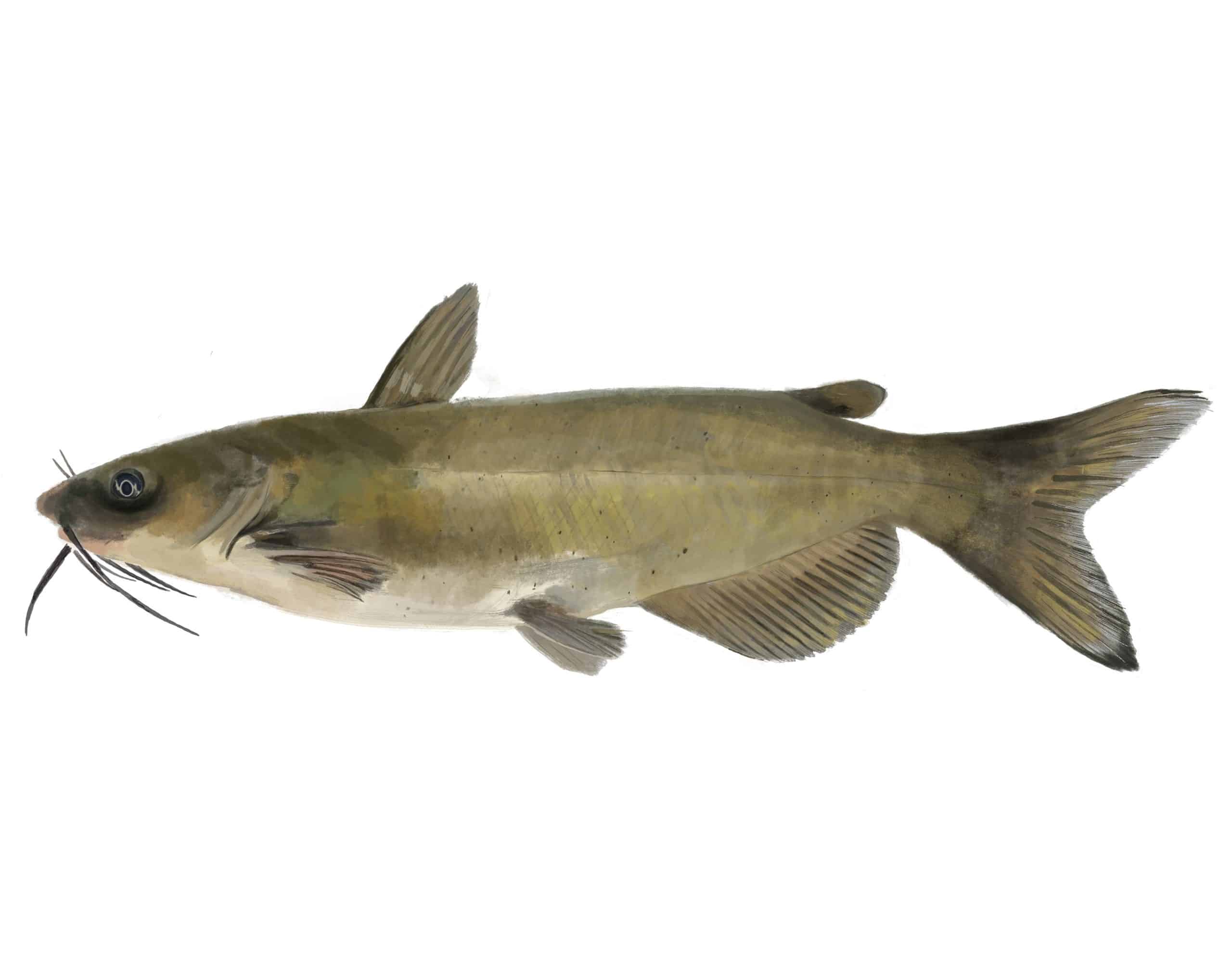 Seafood Department catfish